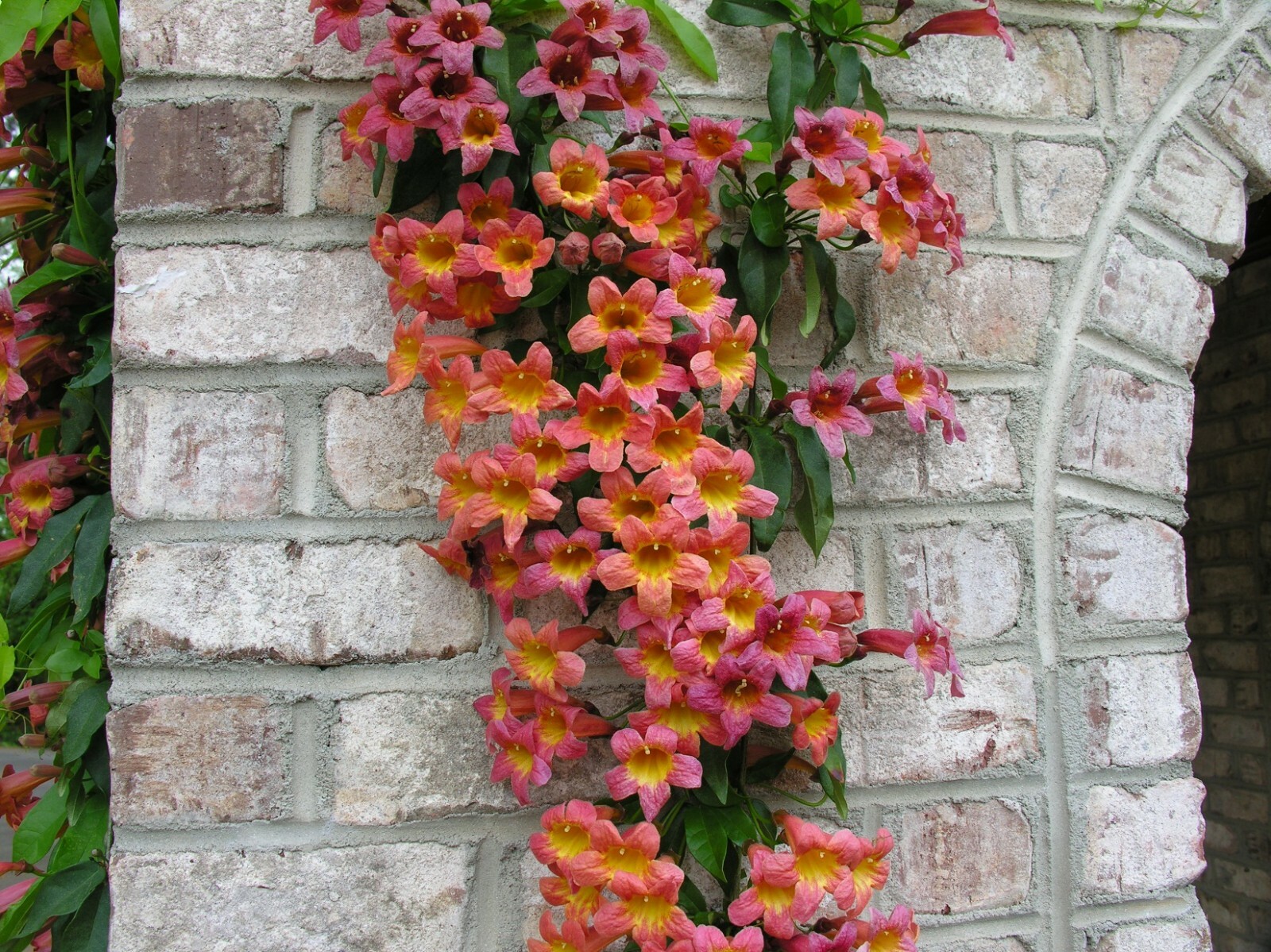 BIGNONIA “TANGERINE BEAUTY” CROSSVINE*Rooted Starter Plant**ATTRACTS BUTTERFLIES