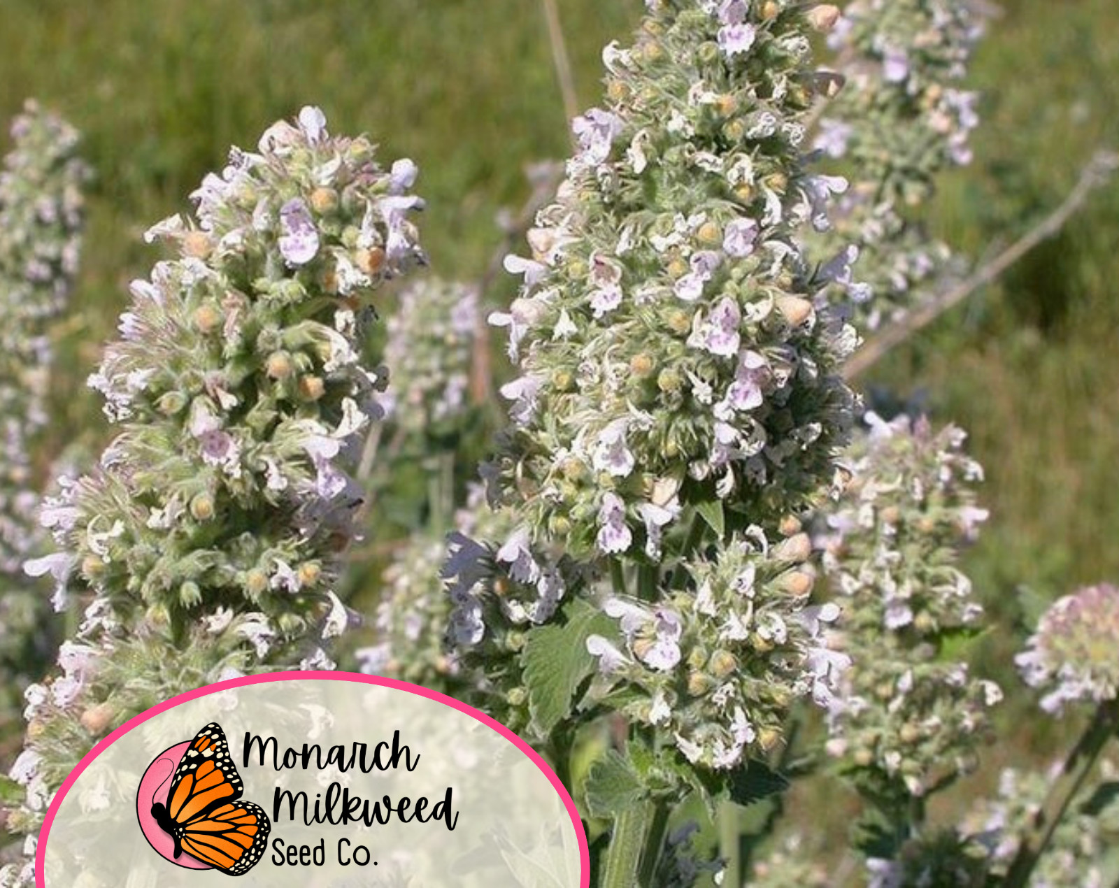 3800+ Catnip Herb Seeds | Non-GMO, Herb Garden, For Growing Cat Plants & Cat Toy