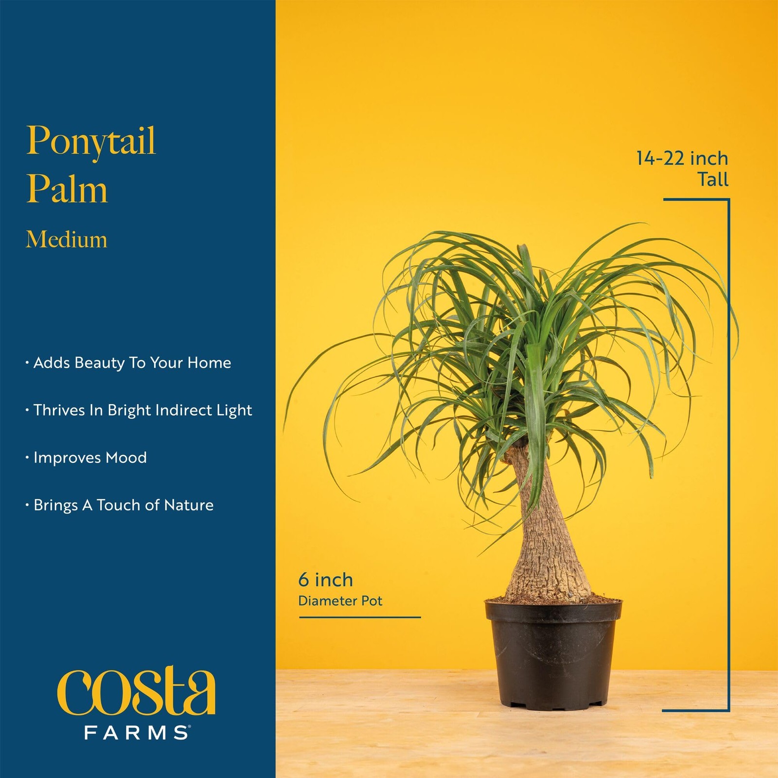 Costa Farms Ponytail Palm Live Plant in Decorative Pot, Easy to Maintain Indo…