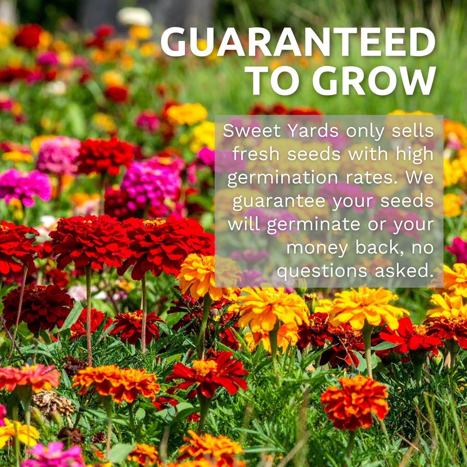 Zinnia Flower Seeds Mix – 4,000 Seeds for Planting – 1 Ounce Packet