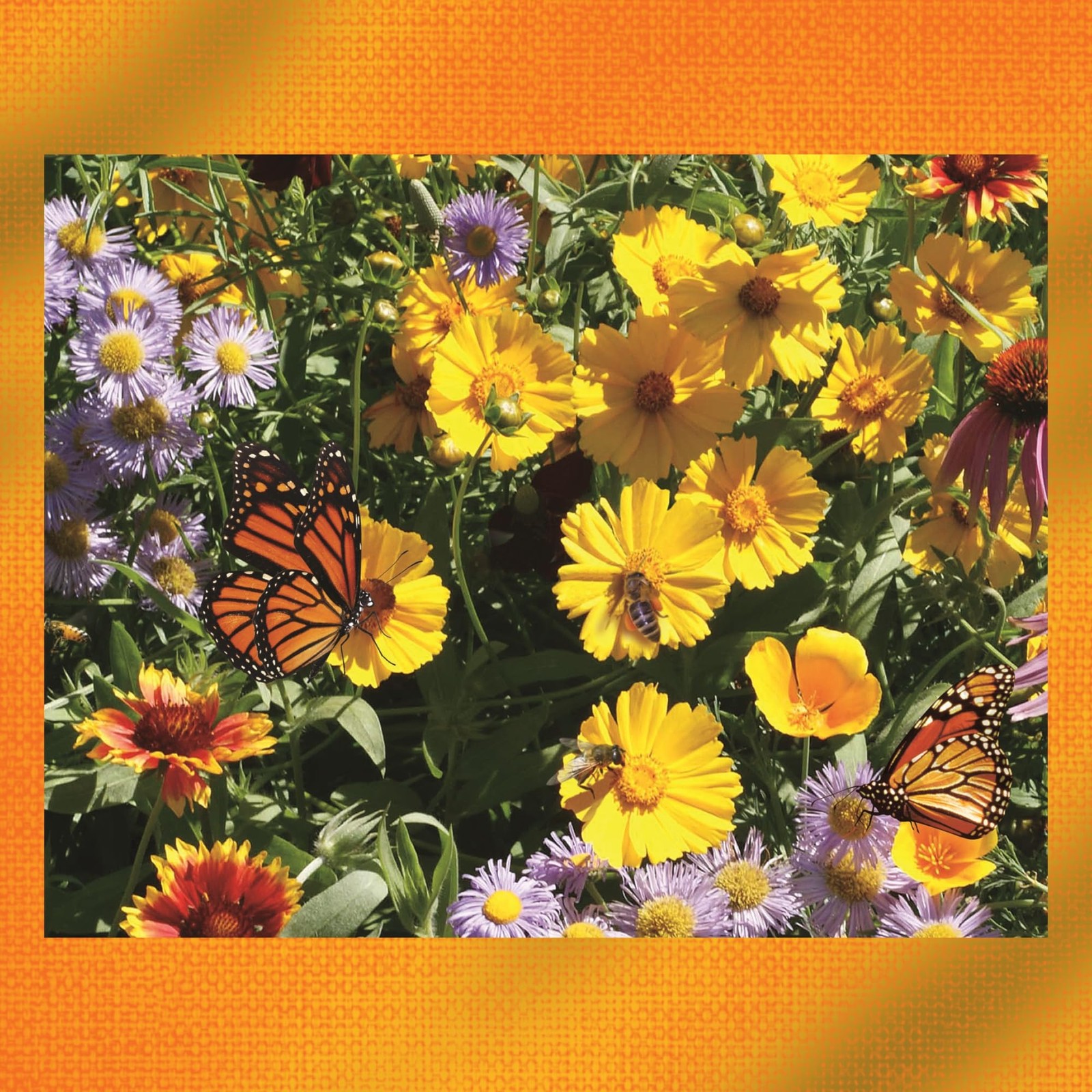 Wildflower Pollinator Mix— 6 lb—3-in-1 Mix with Premium Wildflower Seed, Plan…