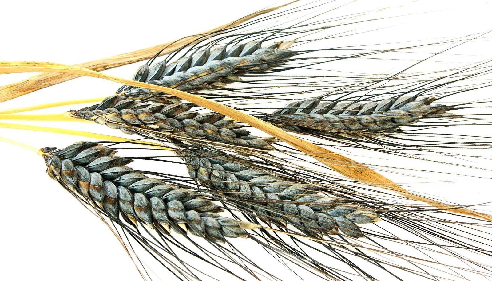 1000+ Einkorn Wheat Seeds – Heirloom – Organic – Non Gmo —– THE NEW OLD WHEAT
