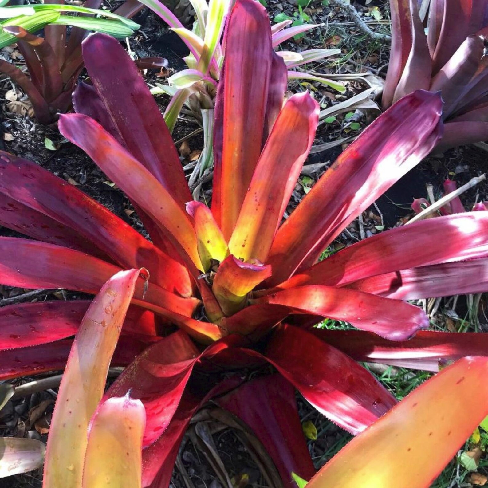 BUY 4 SAVE 15% BROMELIAD xPortemea REDARTY Offset – Sun Loving Bigeneric