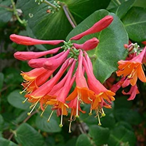 TRUMPET CORAL HONEYSUCKLE VINE Lonicera Sempervirens Starter Plant*USA SELLER*