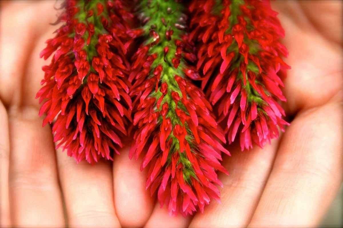 Crimson Clover Seeds |Winter Garden Cover Crop Blood Red Annual Flower Seed 2024