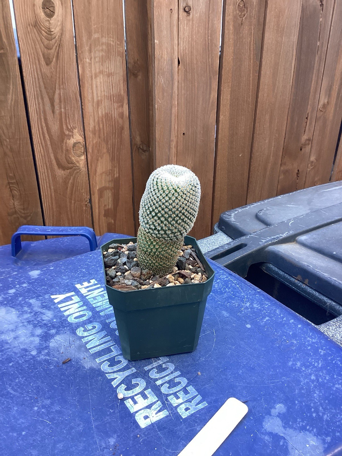Beautiful-Mammillaria Crucigera RARE!!! Cactus (Own Roots) -Sold Potted As Shown