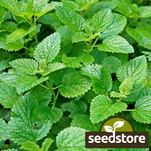 Lemon Mint Seeds | 1,000 Seeds | Heirloom – Non-GMO | Free Shipping | 1131