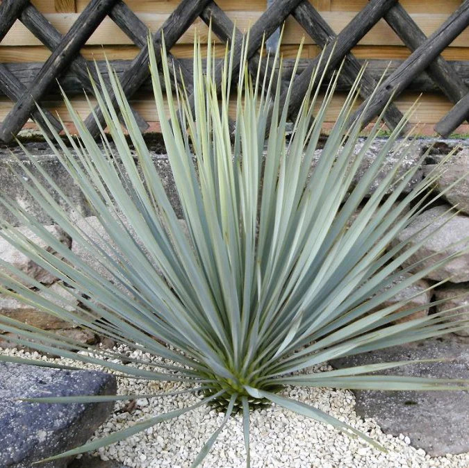Yucca glauca ‘Soapweed Yucca’ COLD HARDY