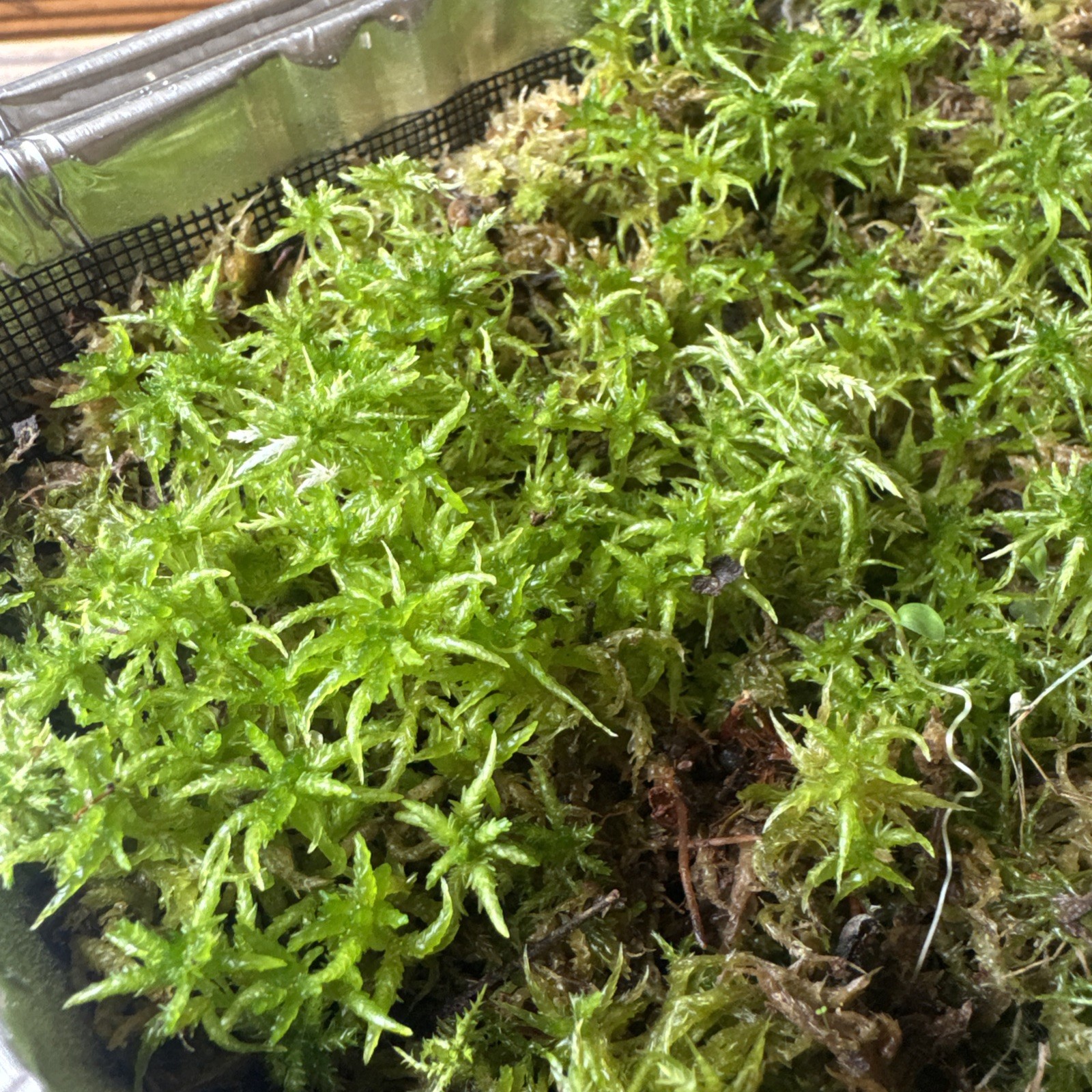 One Tray Live Long Fiber Organic Sphagnum Moss Orchids Carnivorous Plants
