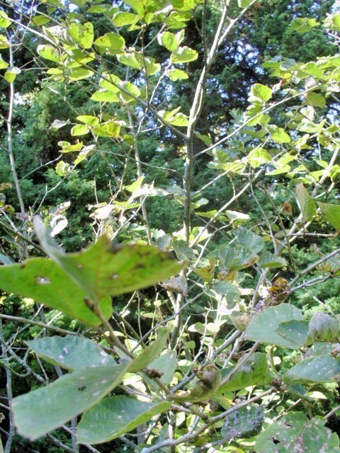 10 DOERAK WITCH HAZEL SEEDS – Hamamelis × intermedia ” doerak “
