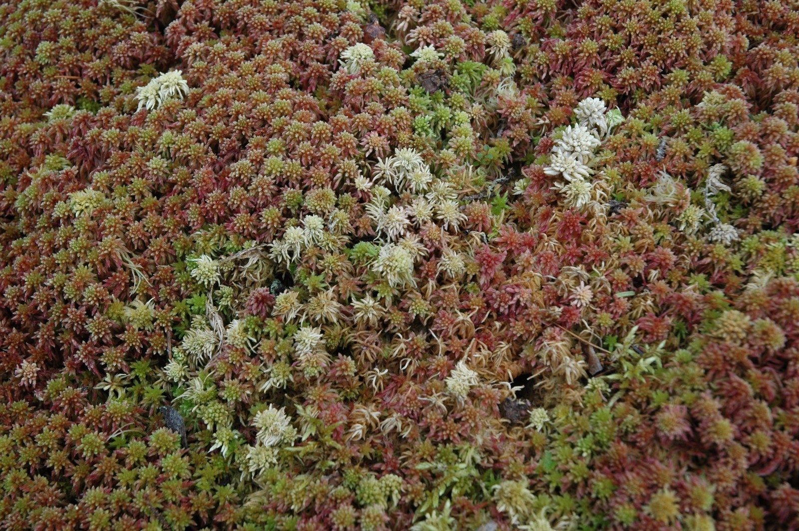 RED SPHAGNUM MOSS FRESH 3 ONE-GALLON BAGS 15 LBS FOR TERRARIUM BOG GARDEN