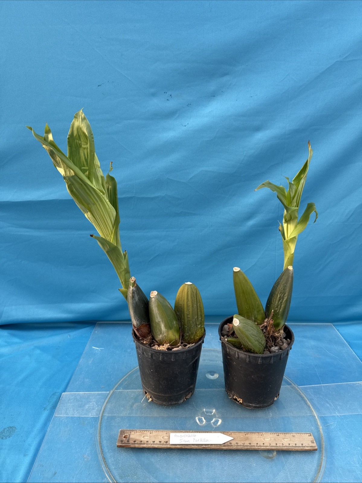 Angulocaste Ivan Portilla Pink White Fragrant Huge BS Orchid Hybrid 5.5” Pot