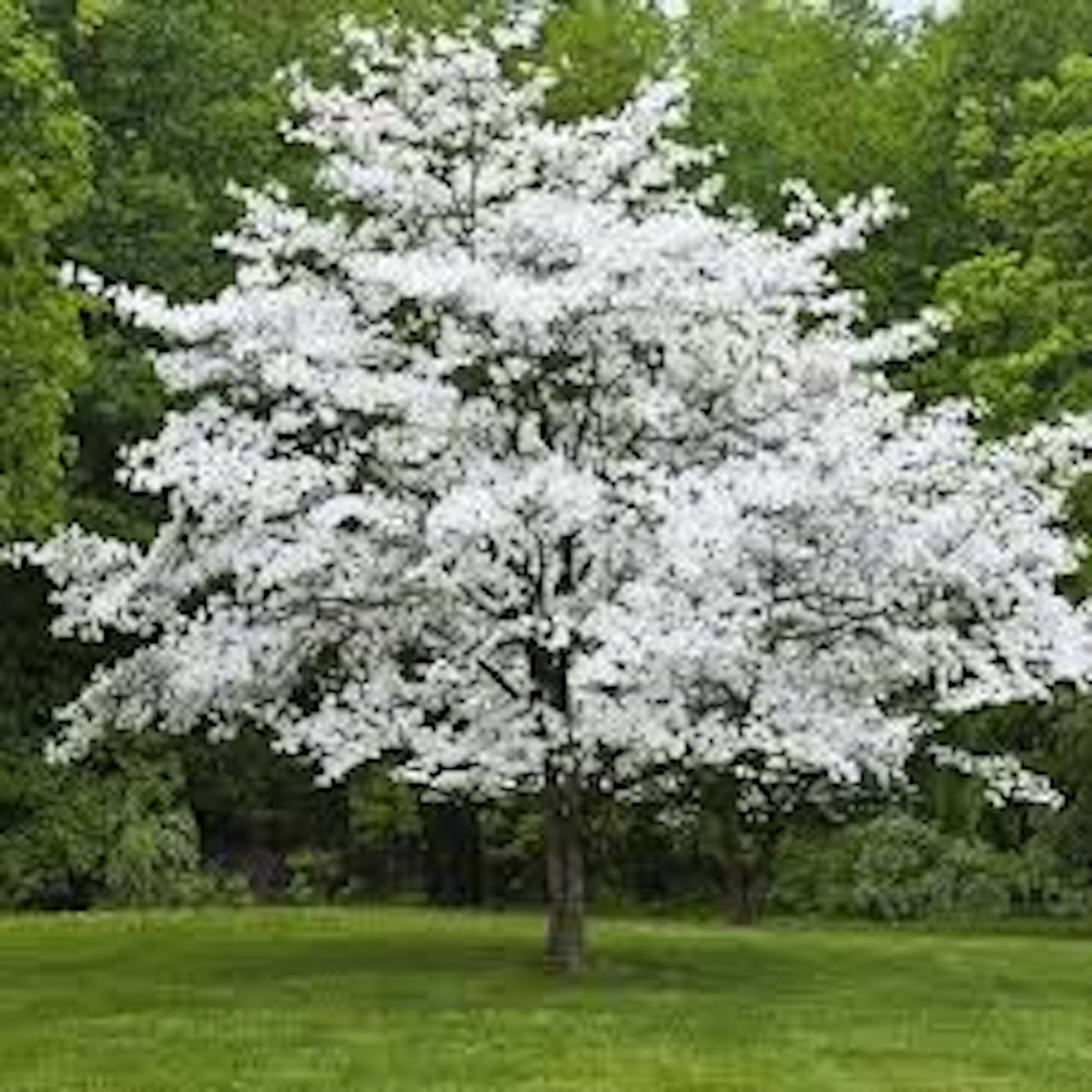 5 White Dogwood Tree 12-24″ Tall Cornus florida Bare Root