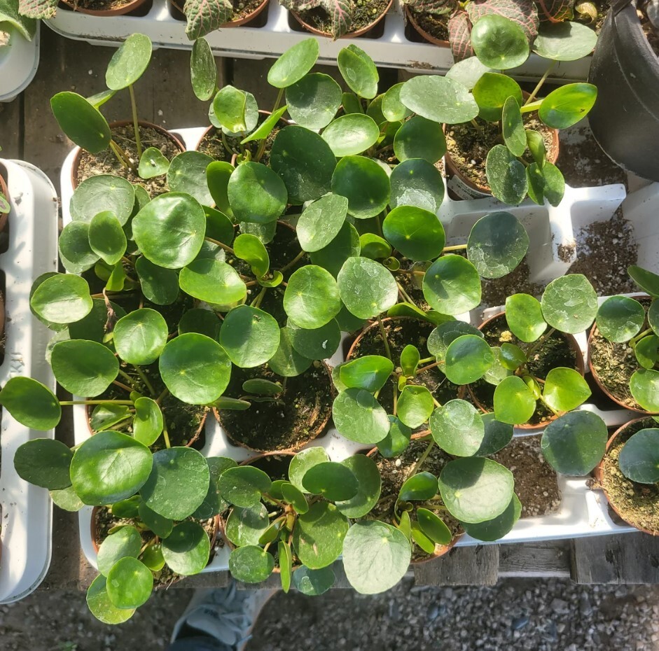 Pilea Peperomioides Live Plant – Chinese Money – 2″ Pot – Low Maintenance Plant