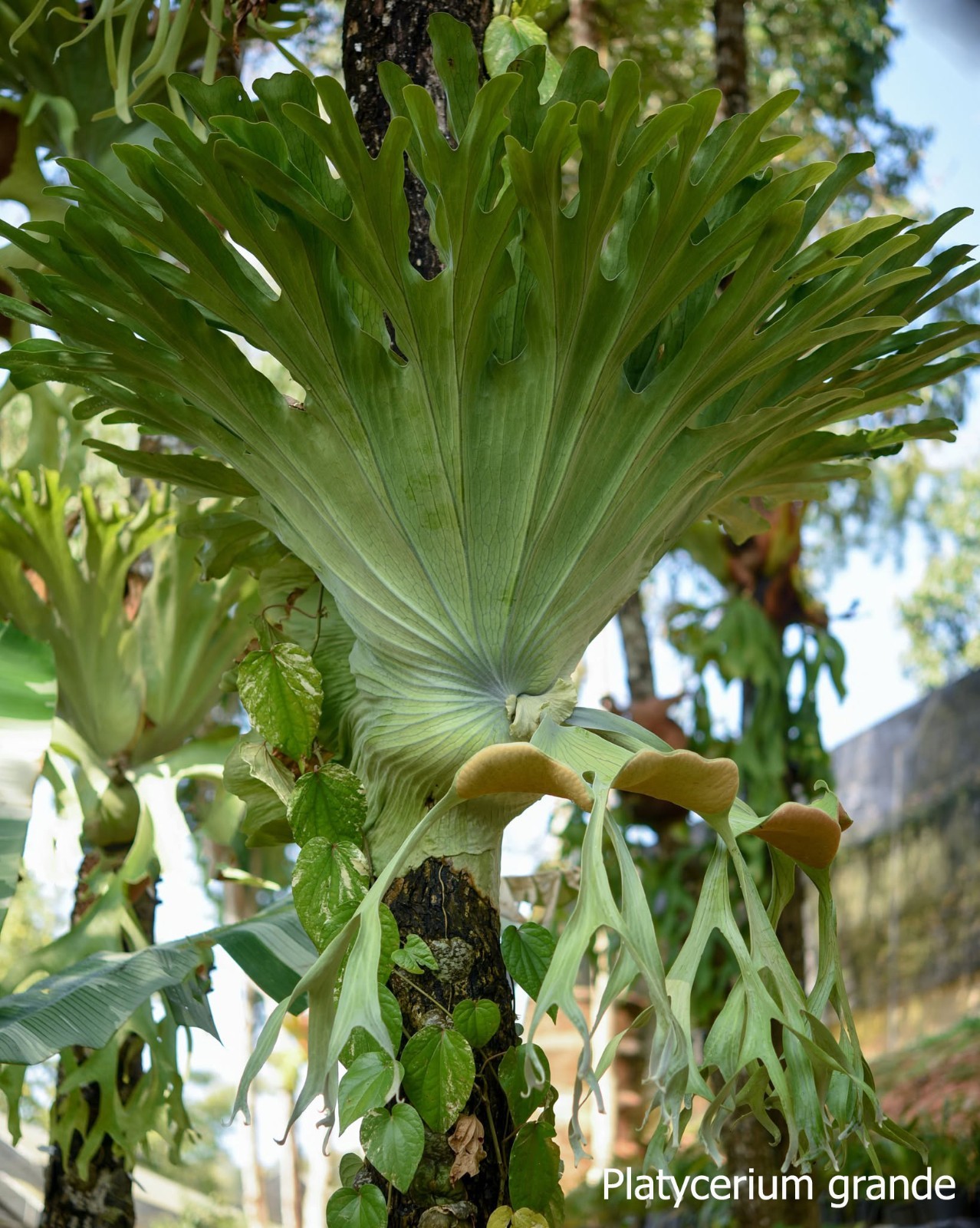 Platycerium grande – mounted plaque