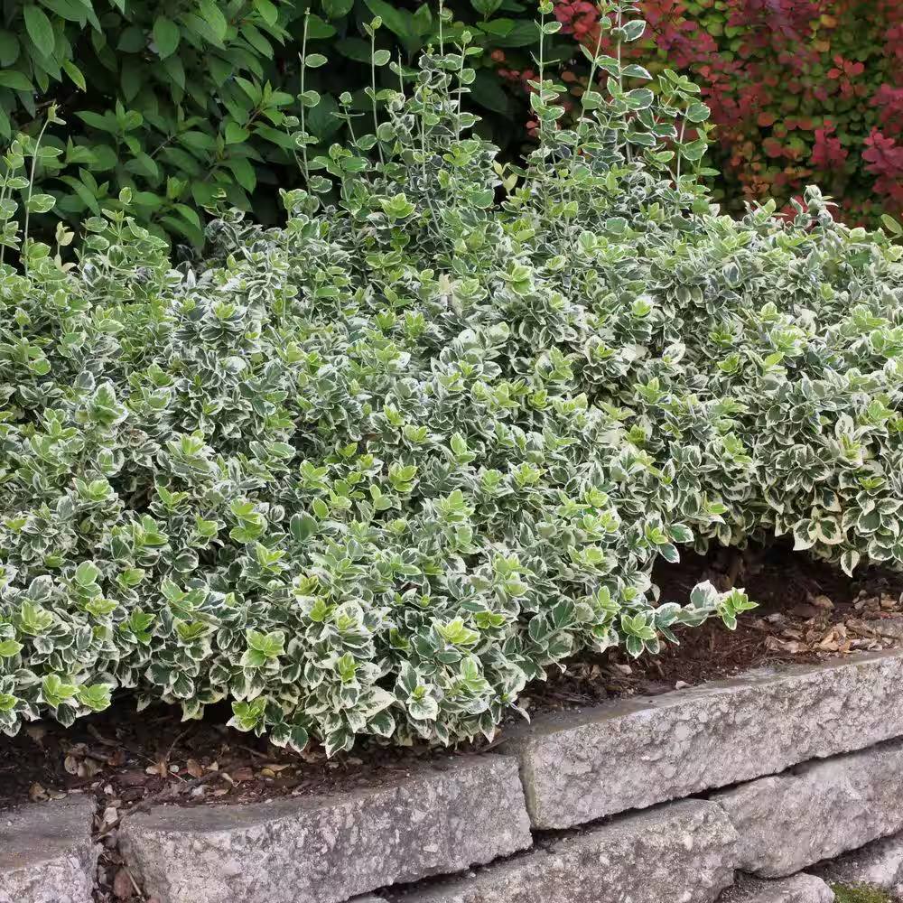 4.5 In. Qt. White Album Wintercreeper (Euonymus) Live Shrub, Green and White Fol