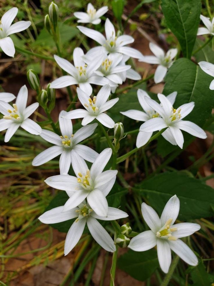 Star of Bethlehem (Ornithogalum Umbetallum) | Bulbs
