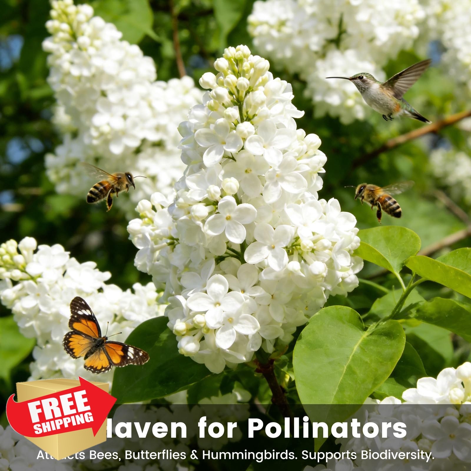 PLANTMEW White Japanese Lilac Tree Seeds 10g Fragrant
