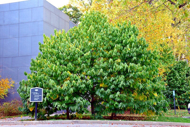 STRATIFIED PAW PAW FRUIT TREE SEEDS (Asimina Triloba) INDIAN BANANA Hardy Plant