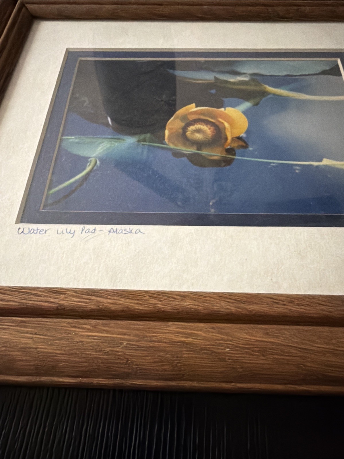 Yellow Water Lily Pad – Alaska GP 94
