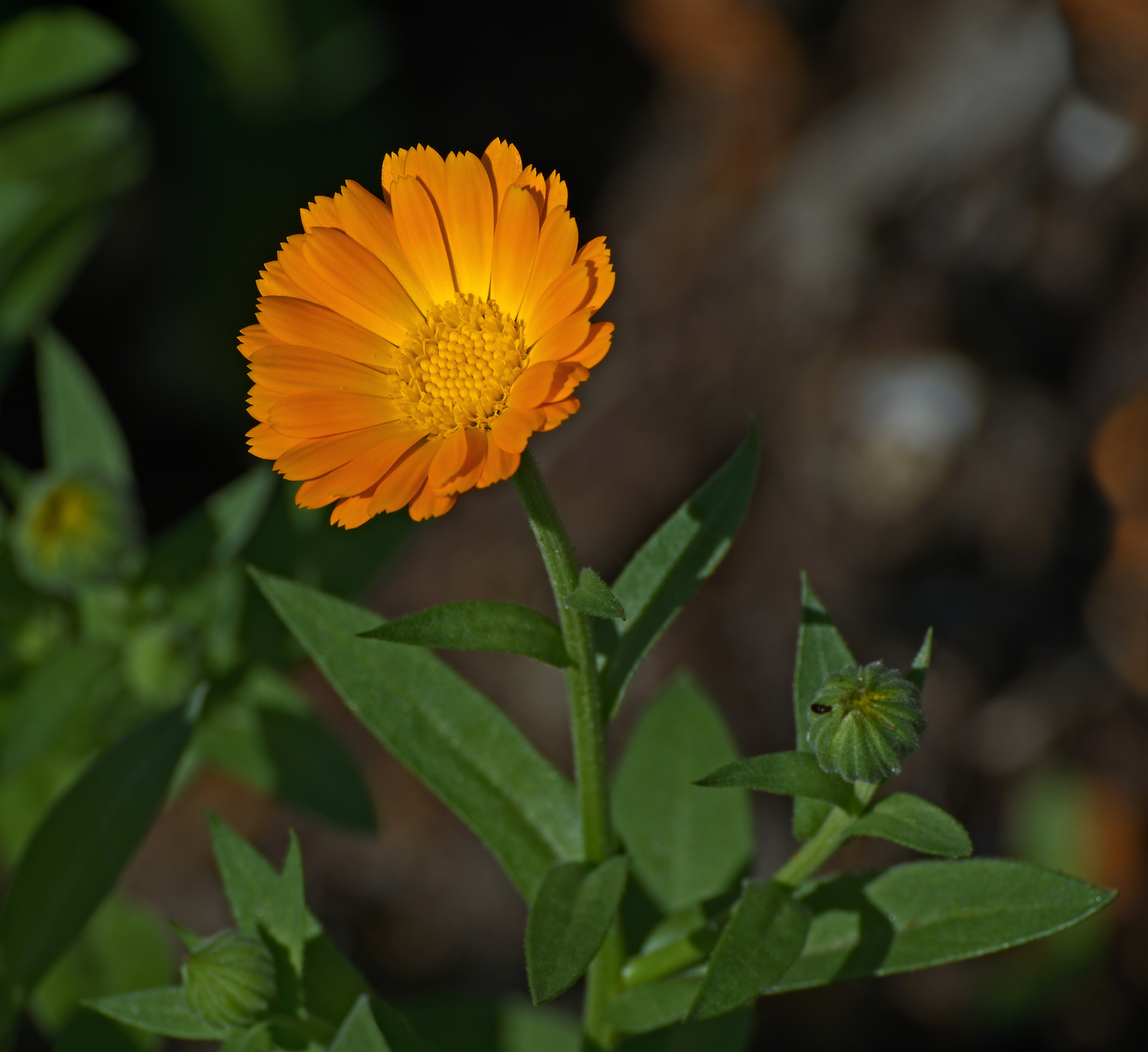 2,000 CALENDULA OFFICINALIS Seeds (Orange Marigold) | Free shipping