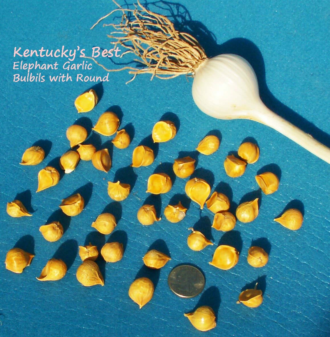 Kentucky’s Best Elephant Garlic SEEDS: 25 BULBILS (Corms, Korms, Bulblets)