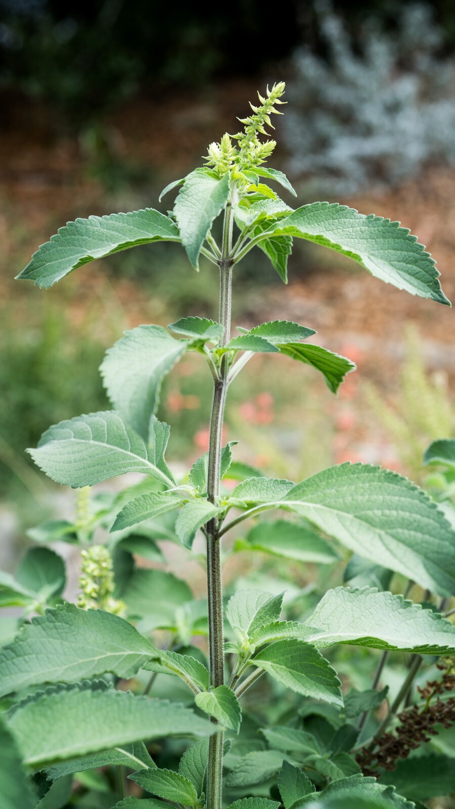 Holy Basil Tulsi Vana – Ocimum Gratissimum Organic Medicinal USA Grown 200 Seeds