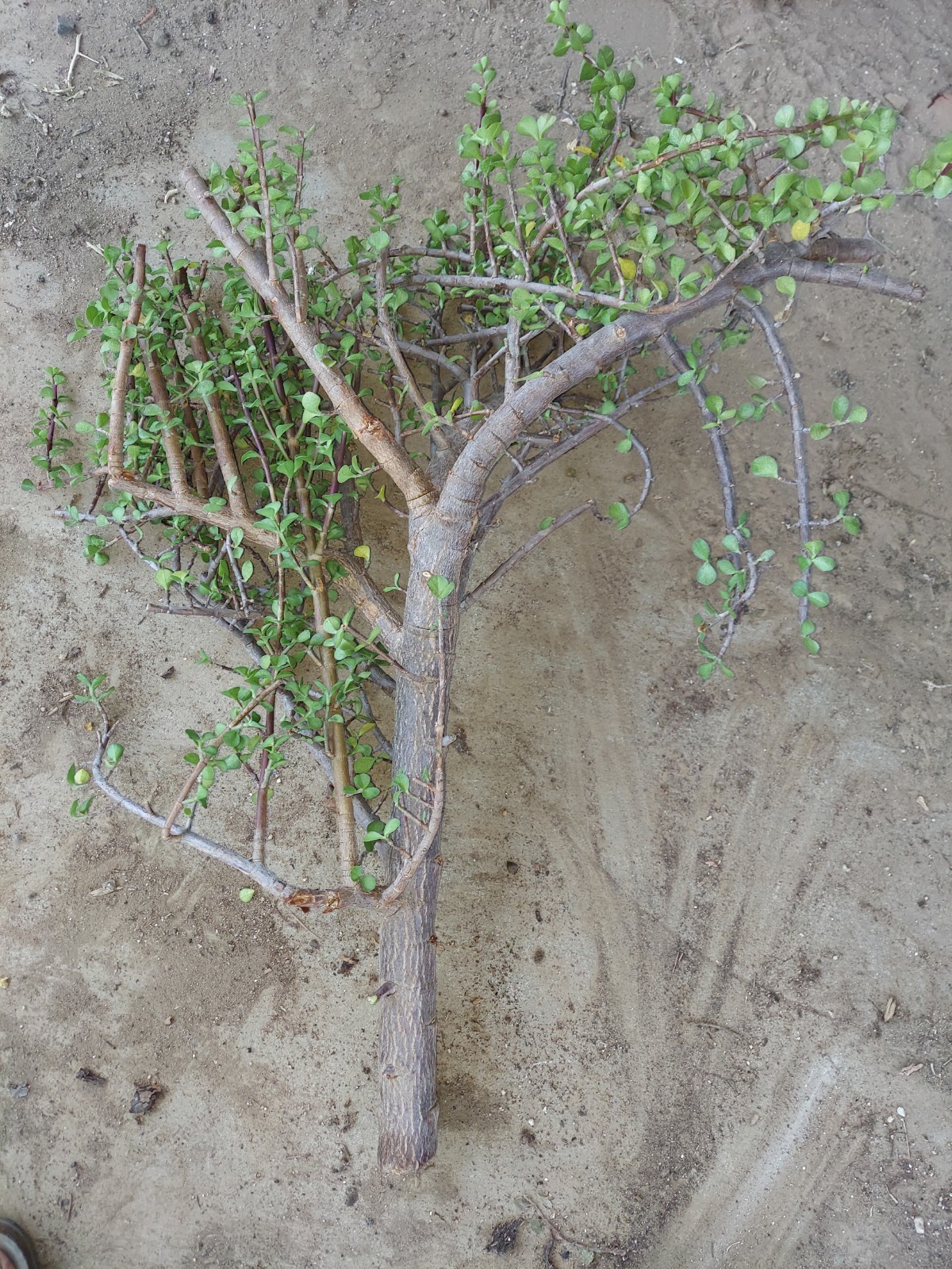 XL Dwarf Jade CUTTING Portulacaria Afra 36″ Tall Great Style Small Leaf
