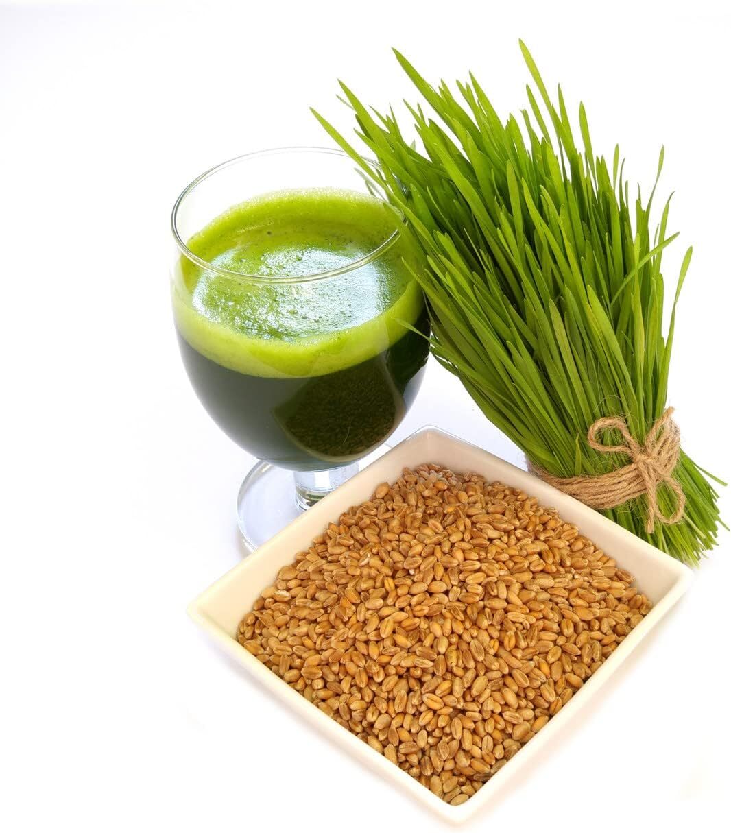 1 Pound of Cat Grass Wheatgrass Seeds Non GMO Sprouting Nutritious Health to Eat