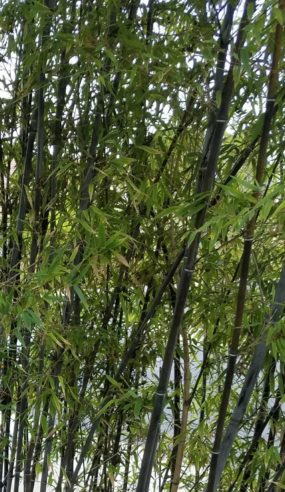 50+ Black Bamboo seeds Decoration Cold Resistance 20+ ft tall