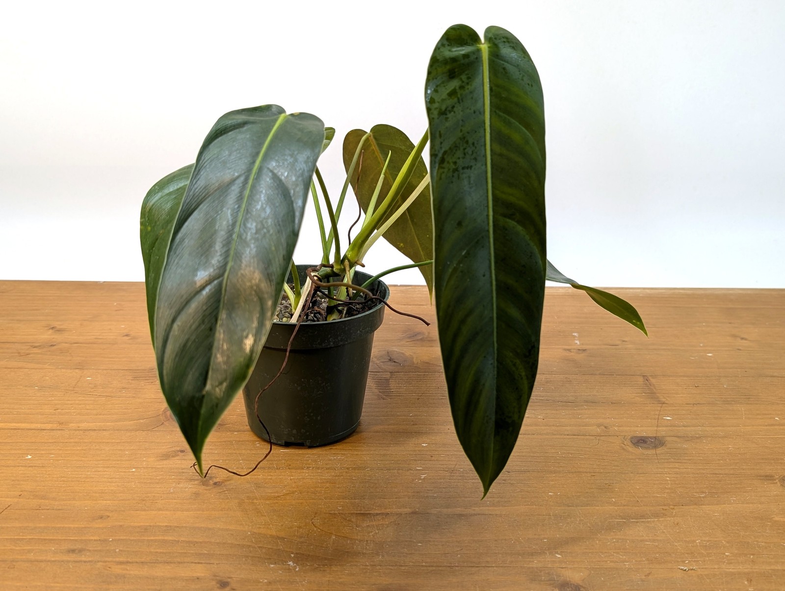 Philodendron Amazon Spirit – (P. Patriciae x Spiritus Sancti)