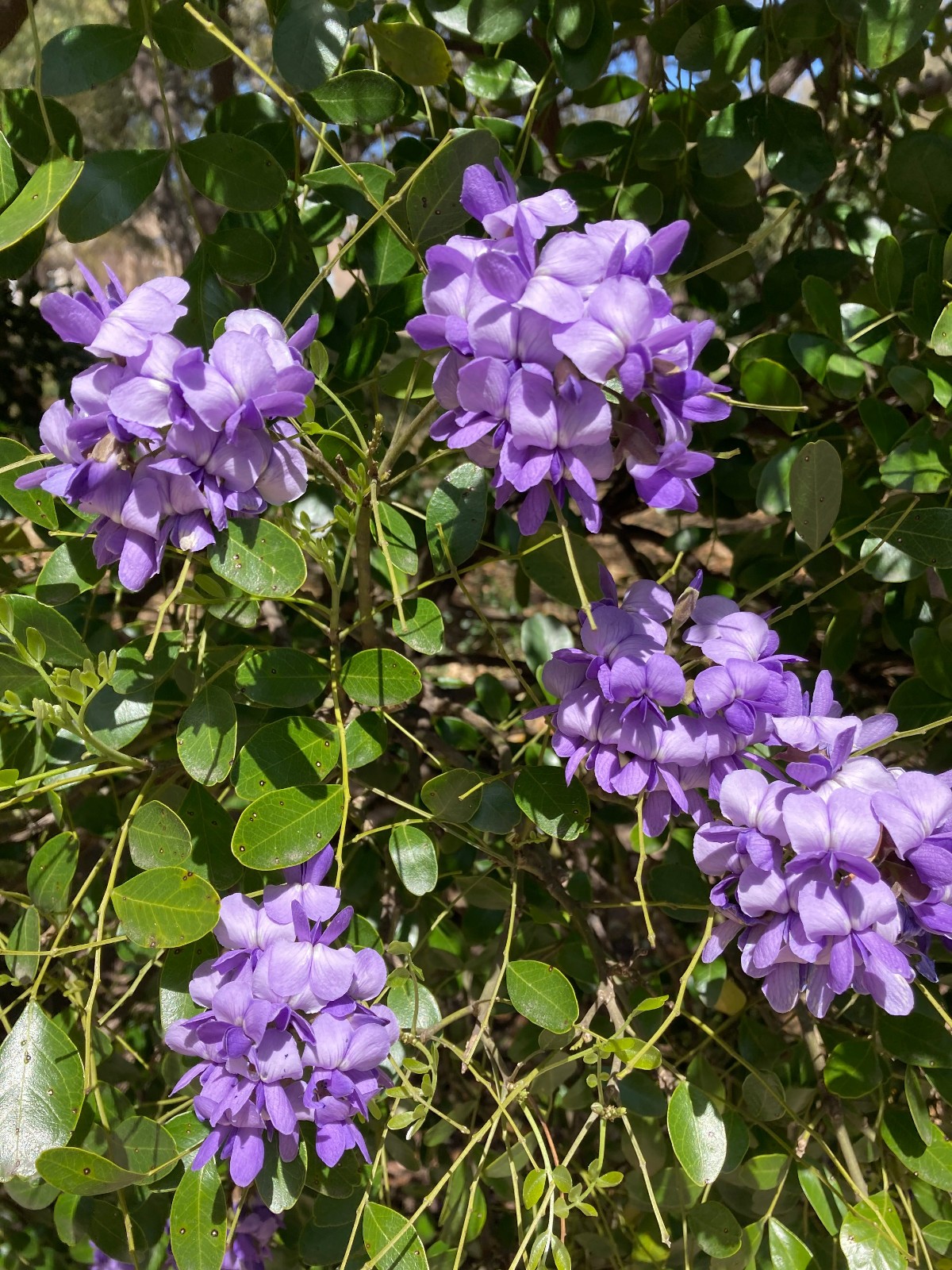 200+ Mountain Laurel Seeds ~ the Texas Mountain Laurel (Sophora secundiflora)