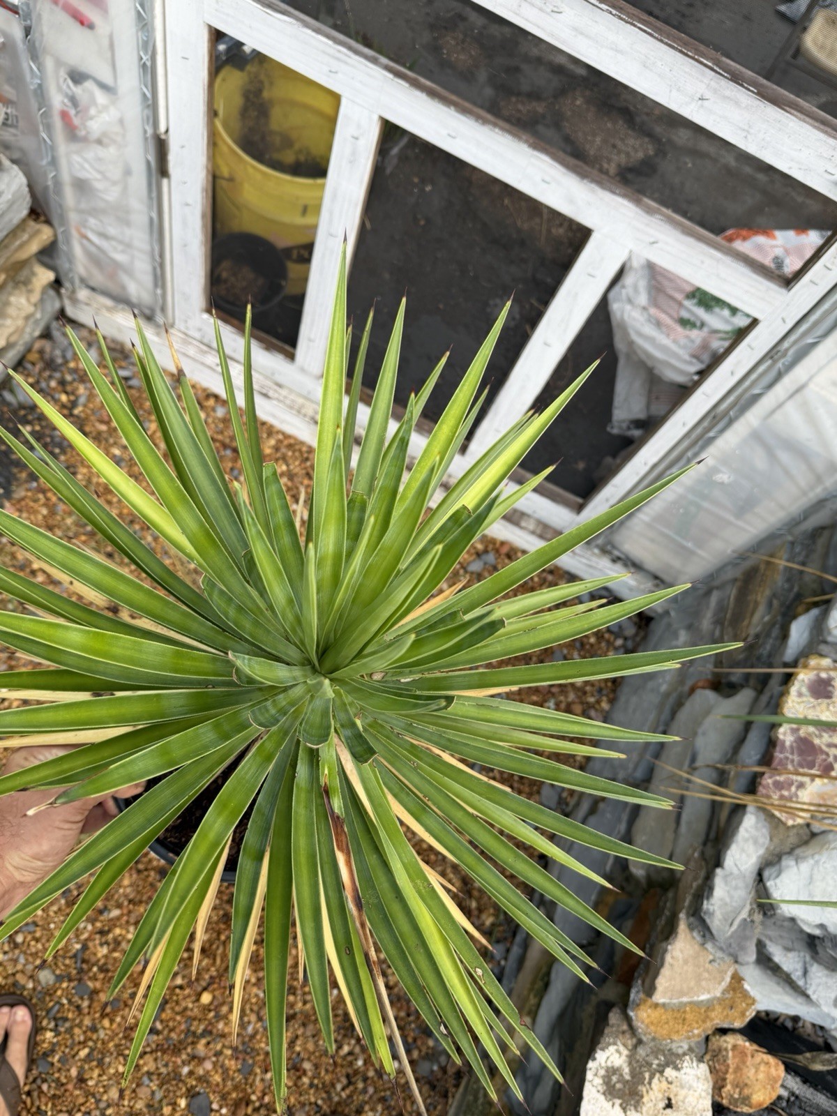 Yucca aloifolia – 1.5 Gallon – Trunking Cold Hardy Yucca