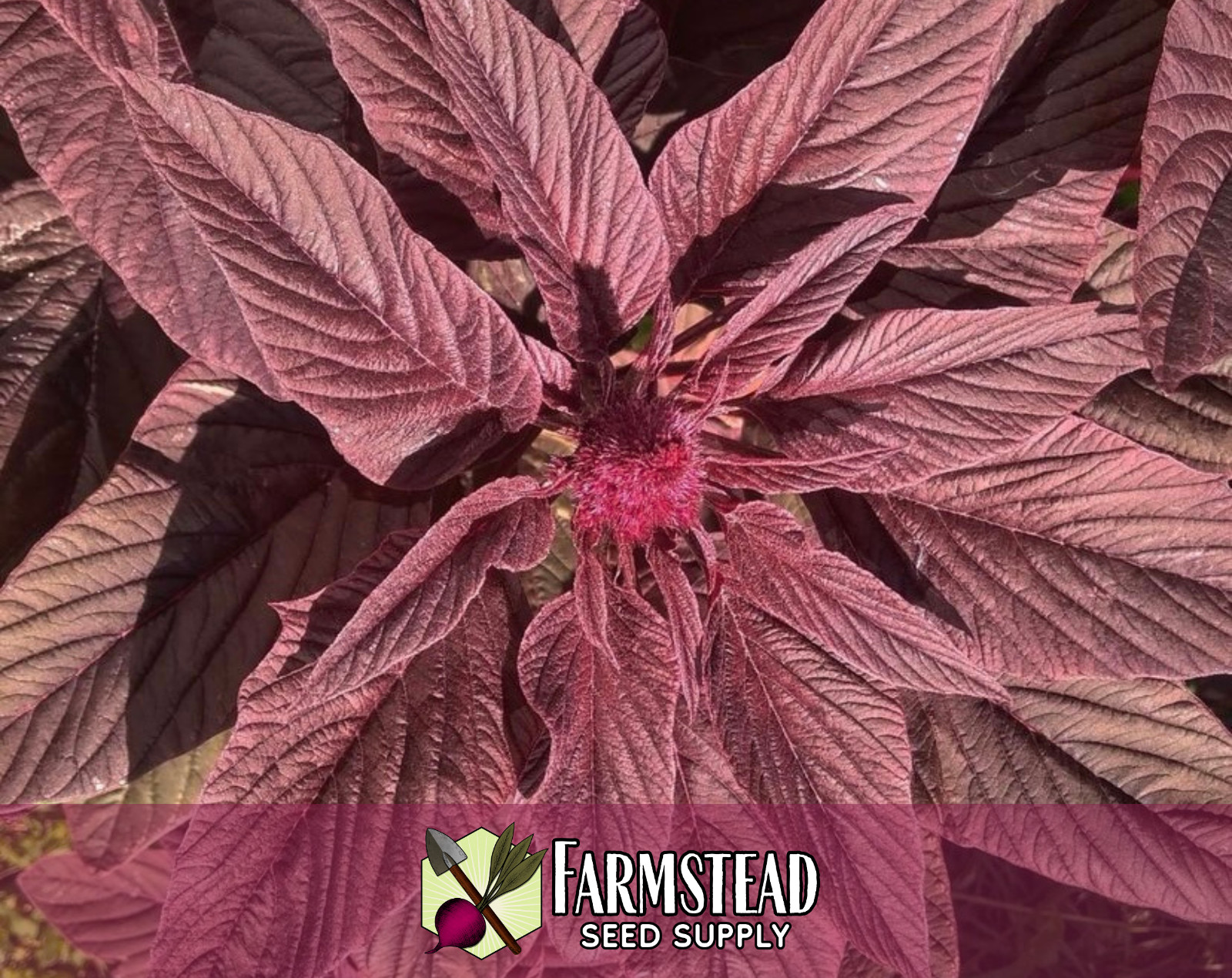 5,000+ Amaranth Seeds [Red Garnet] Gardening Seed Packet, Heirloom, Non-GMO