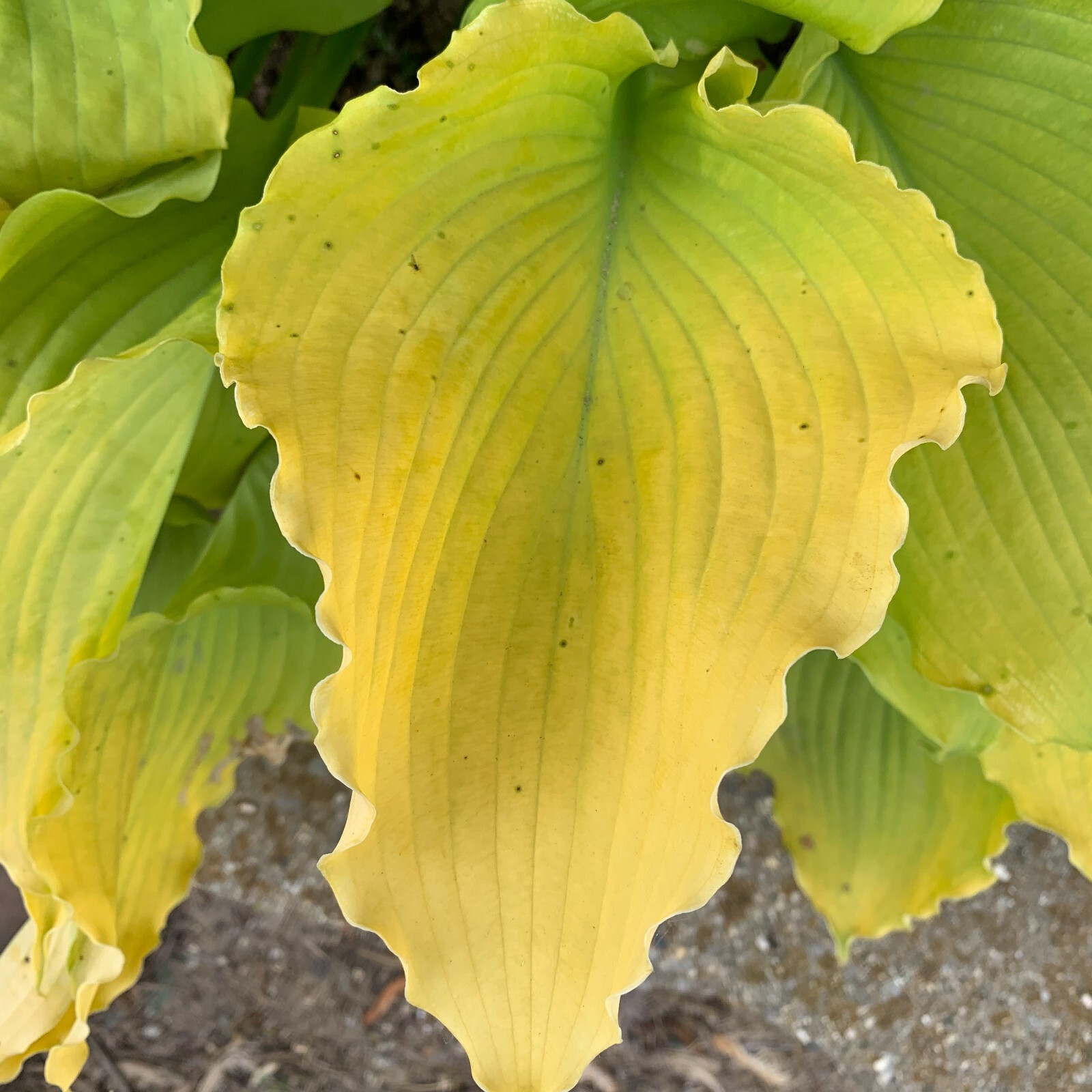 Hosta Echo the Sun Well Rooted 5.25″ Pot Perennial Plant Shade Proven Winners