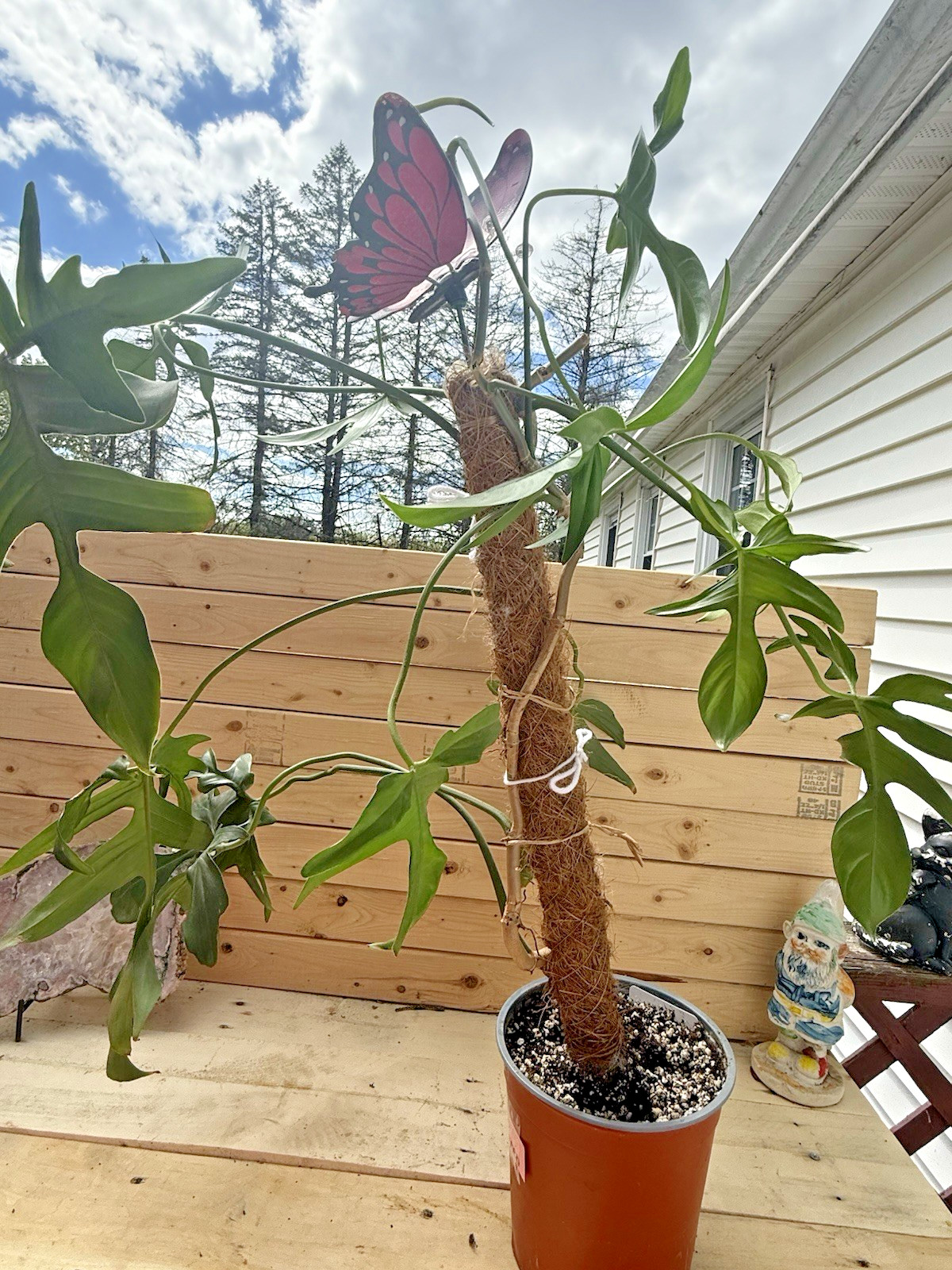 Philodendron Florida Green Plant Cutting Rooting in Moss Cut from Mature Mom