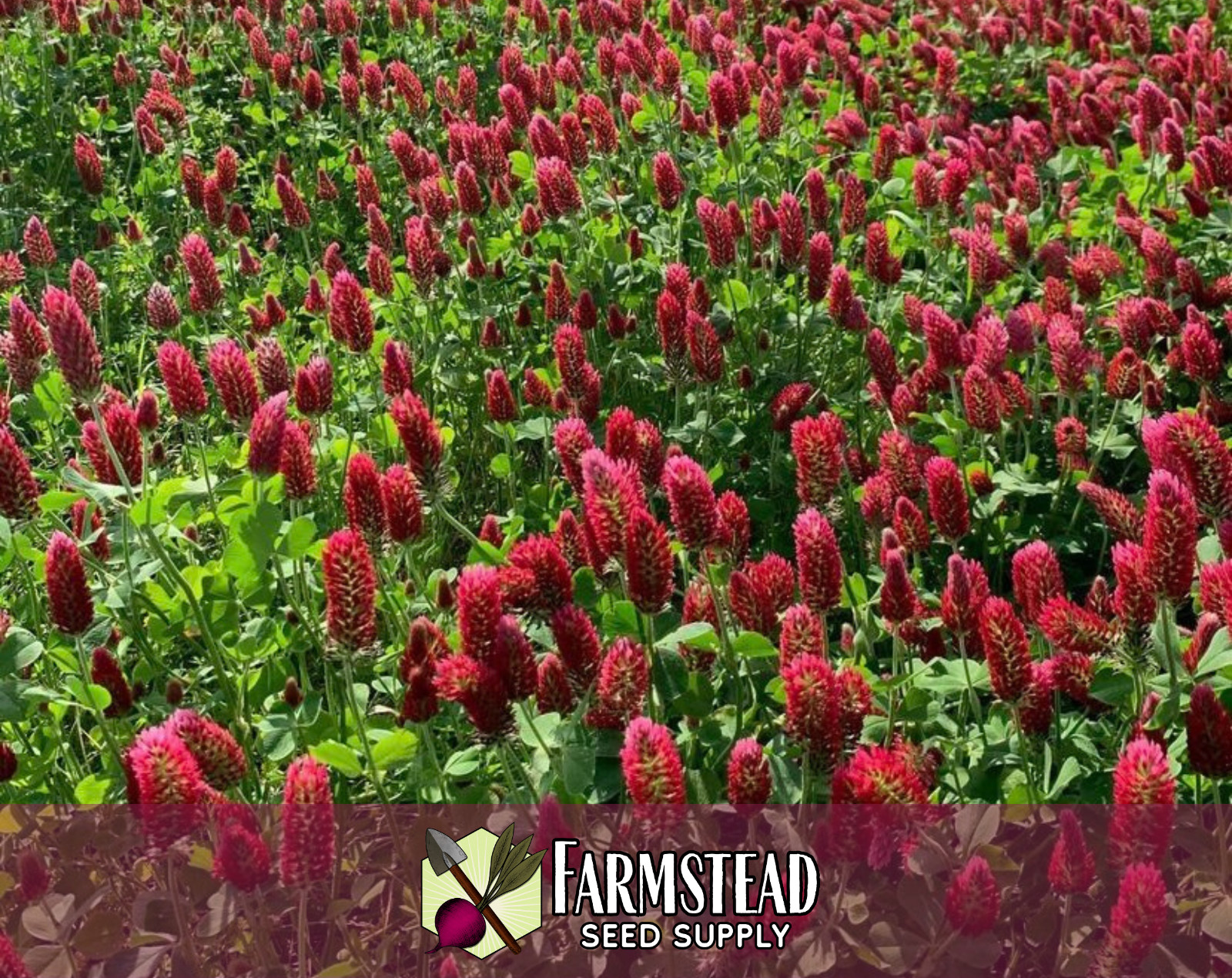 1950+ Crimson Clover Seeds | Butterfly & Bee Pollinator Plant Gardening Seed
