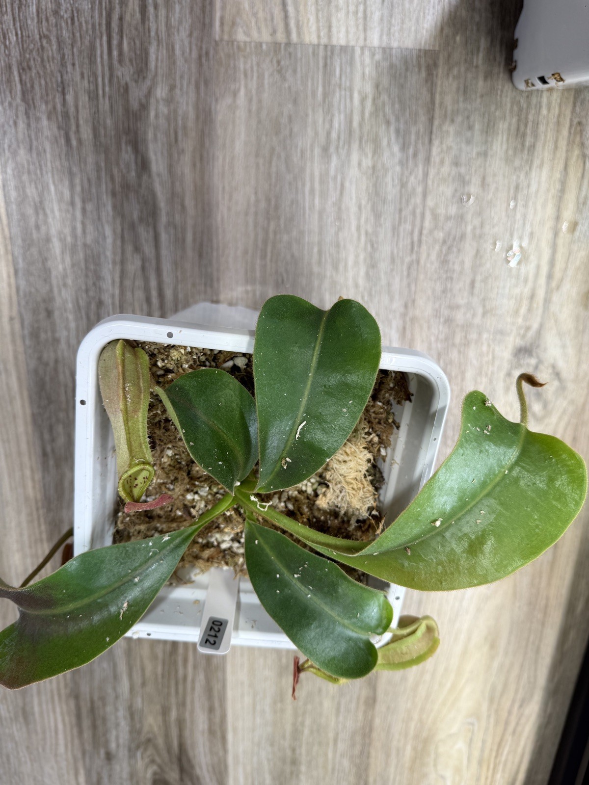 Nepenthes Vetchii Kelabit Highlands x S.O.M. x L.V.B.