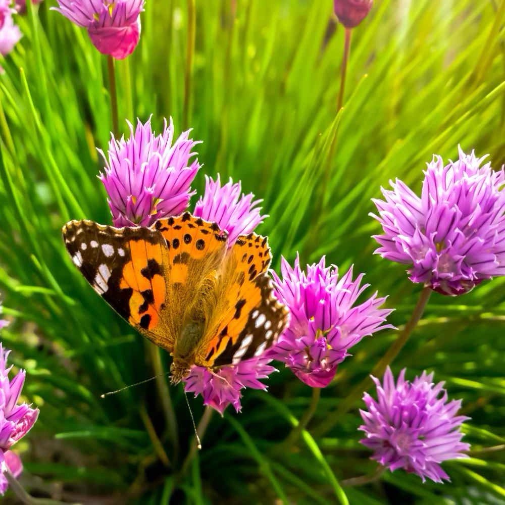 250 CHIVES SEEDS (Allium schoenoprasum) -GREEN ONION NON-GMO | Aromatic Herbs US