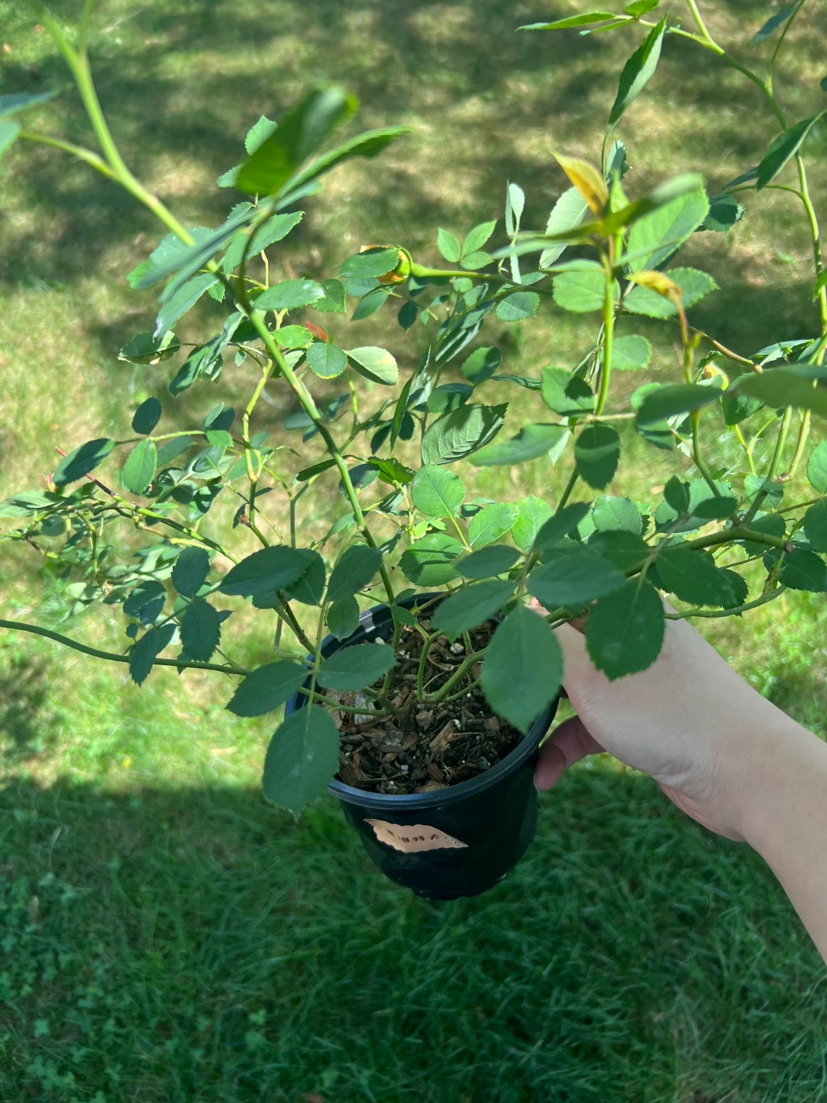 Lady Of Shalott Rose, Climbing Rose, Live Plant