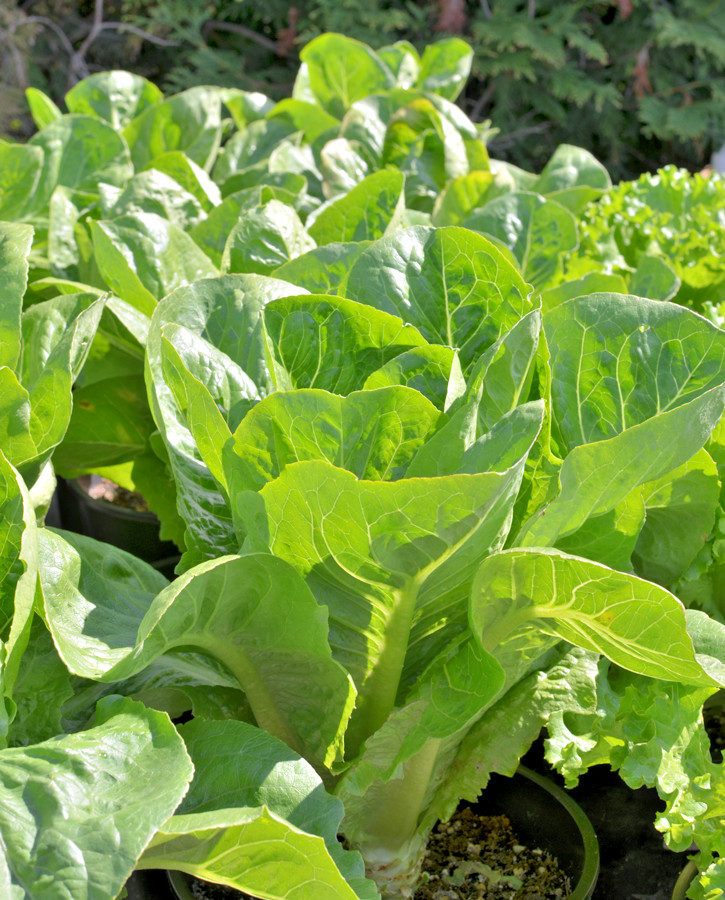 601+PARIS ISLAND Cos Romain LETTUCE Seeds Organic Spring Fall Garden Container