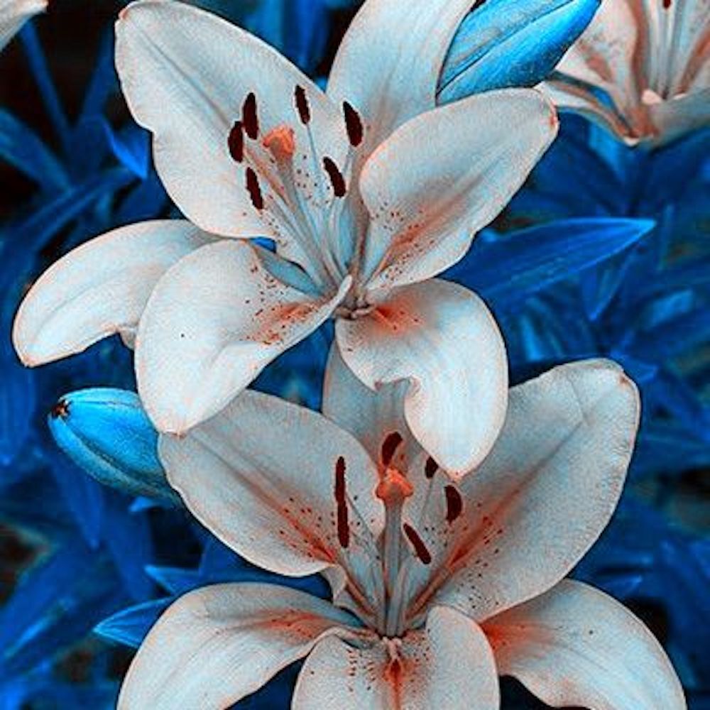 20 LILY FLOWER SEEDS rare exotic bloom blossom plant garden bush for germination