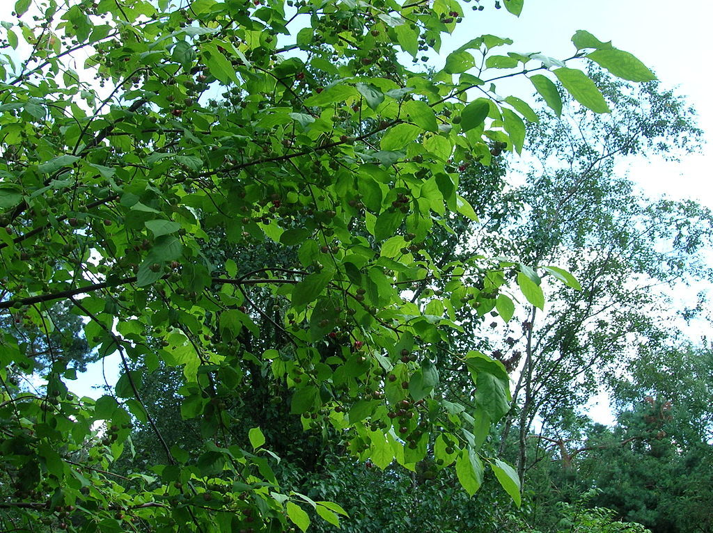 Scarlet Euonymus, Euonymus sachalinensis, Shrub Seeds