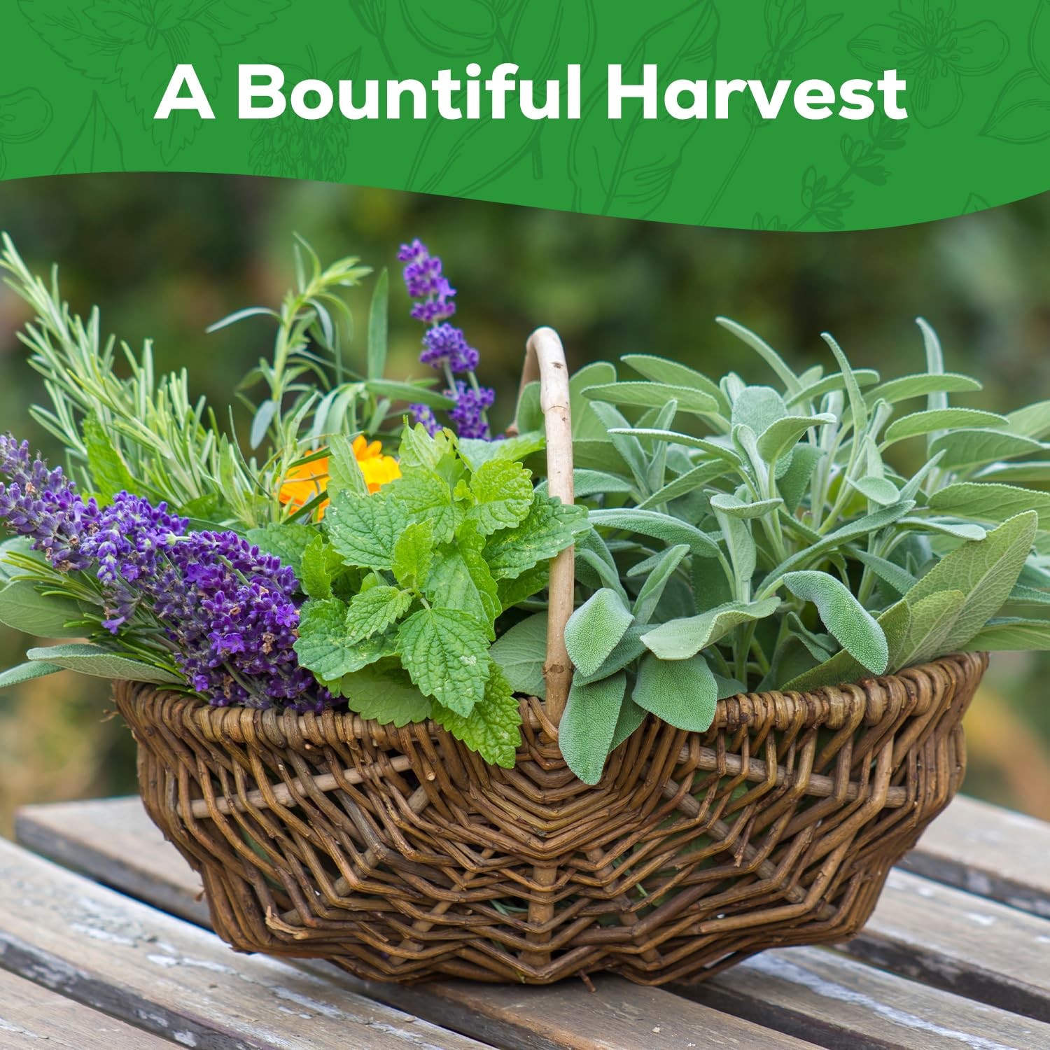 PLANTMEW 10 Herb Seeds Variety Pack 70 Heirloom Non GMO Seeds Basil Cilantro