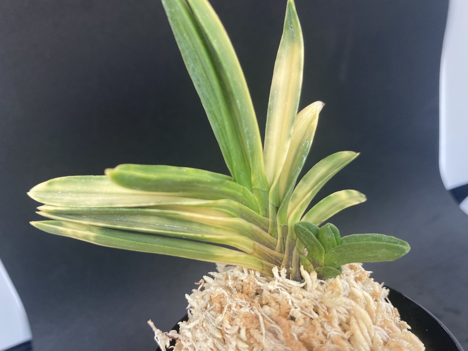 Neofinetia falcata A325DK119. BENIBOUSHI-TORA 紅法師虎