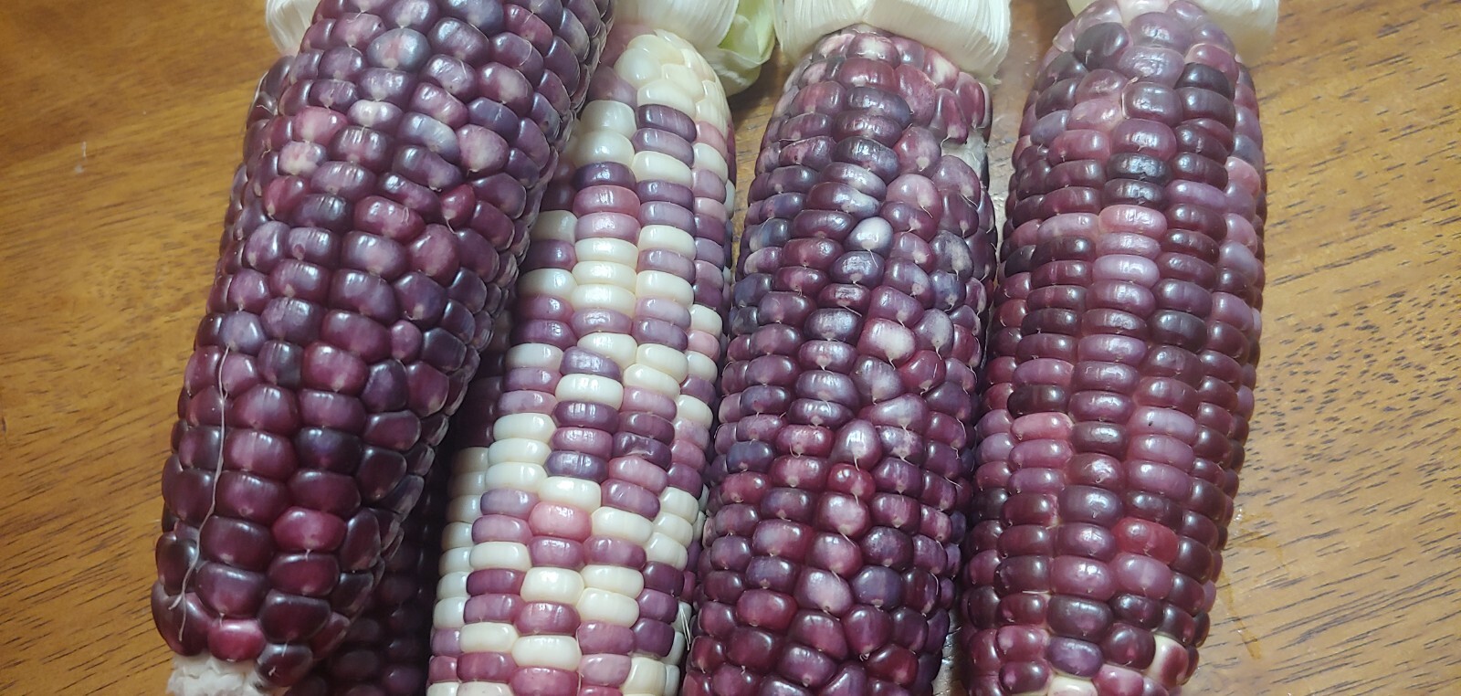 22 Purple & White Sticky Waxy Corn Glutinous Organic Corn Seeds NON GMO