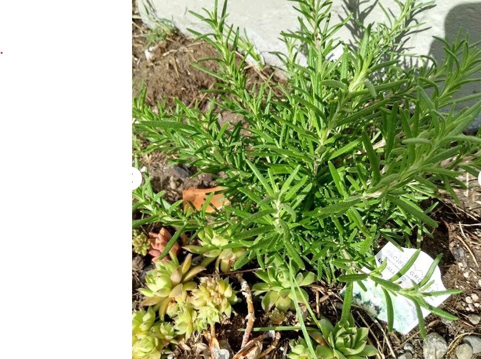 5 Rosemary Live Cuttings Clippings To Root Organic Herb Plant Salvia Rosmarinus