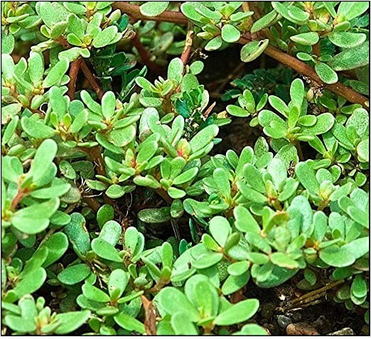 1000 Golden Purslane Seeds Portulaca Sativa Most Omega 3 Of Any Leafy Vegetable