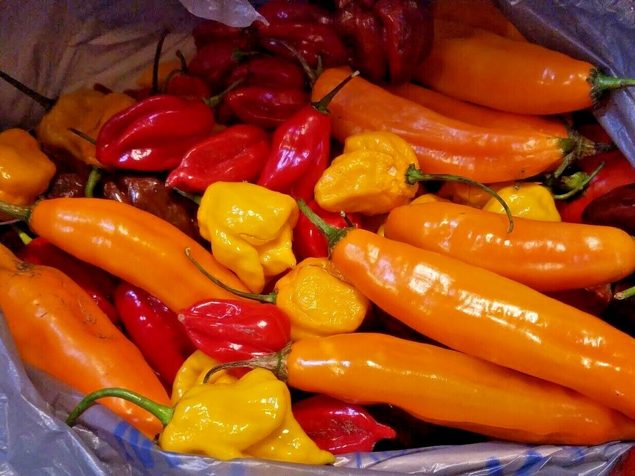Heirloom Pepper Seeds – Many Unusual Varieties – One Shipping Charge