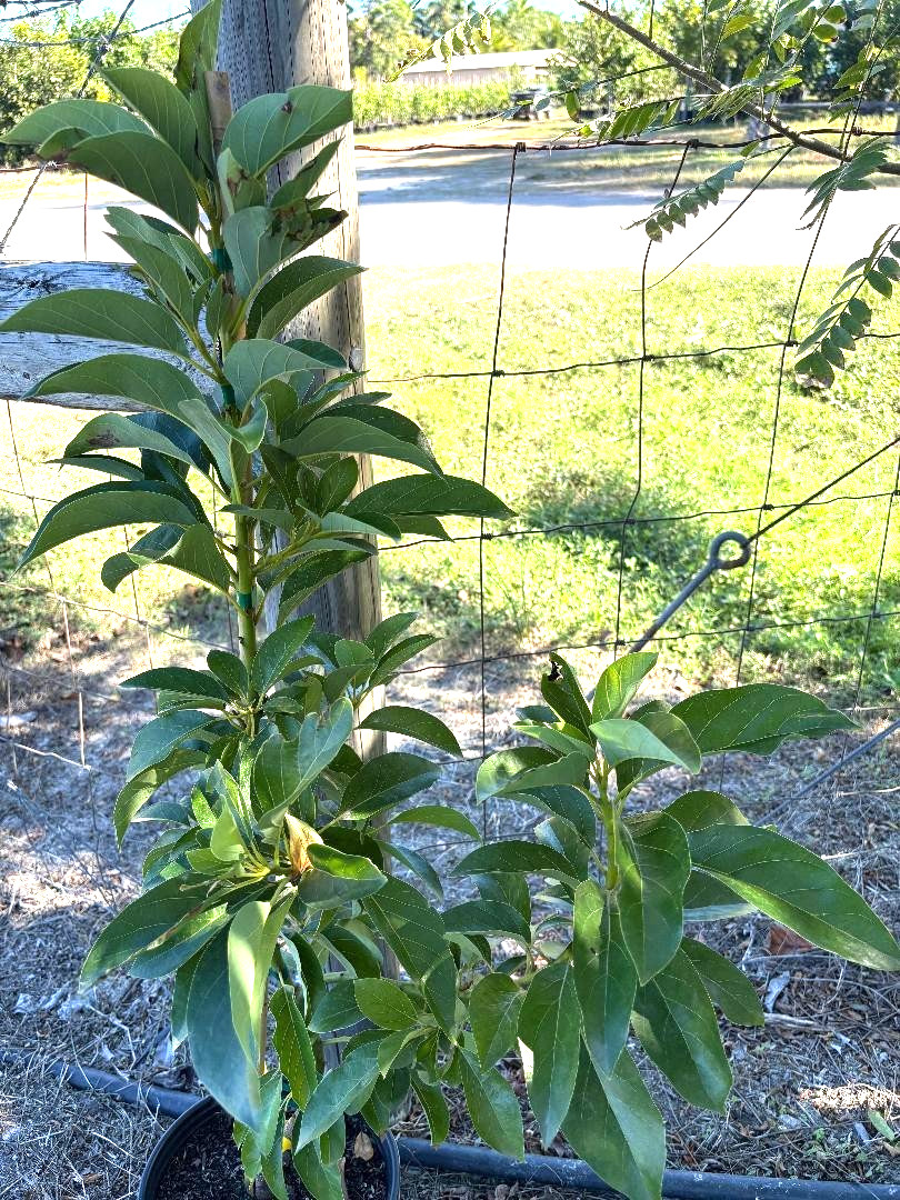 1GALGRAFTED DONNIE AVOCADO TREE (WEST INDIAN/TYPE A FLOWER MAY-JUNE) ZONES 9-11)